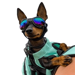 K9 Sport Shades Briller Til Hunden i Sort